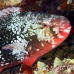 parrotfish_ember_hd_lan_h_0260_tha5829.jpg